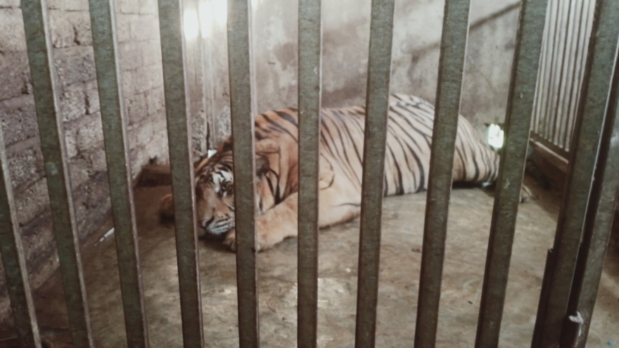 Hộ gia đình công an bán chuyên trách ở Nghệ An nuôi trái phép 3 con hổ